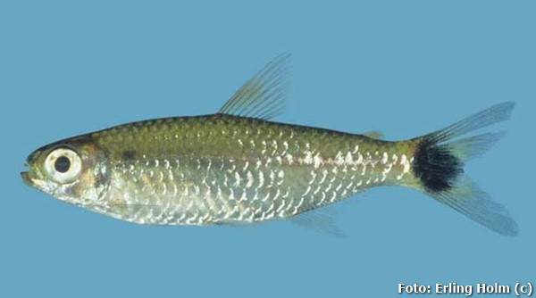 Lambari, Pira miri (Moenkhausia cotinho)