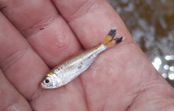 Tetra Guarani (Moenkhausia dichroura)
