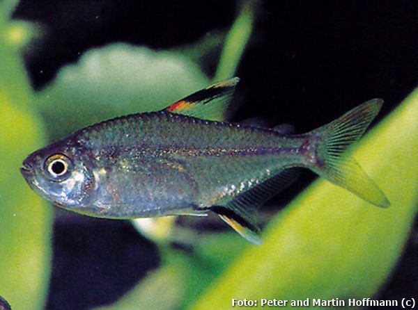 Lambari Pipira (Moenkhausia hemigrammoides)