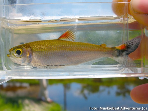 Tetra Rabo de Fogo (Moenkhausia lepidura)