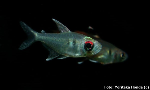 Tetra Melograma (Moenkhausia melogramma)
