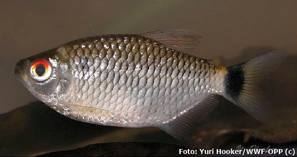 Lambari Olho de Fogo (Moenkhausia oligolepis)