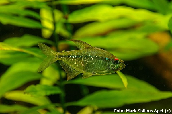 Tetra Diamante (Makunaima pittieri)