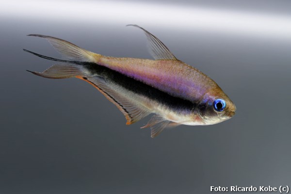 Tetra Imperador (Nematobrycon palmeri)