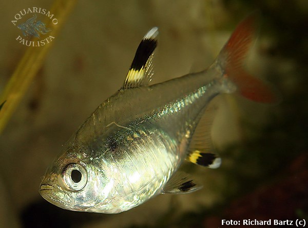 Tetra Pristella (Pristella maxillaris)