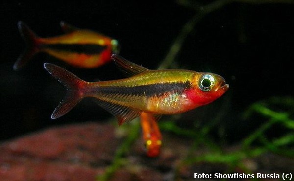 Tetra Tucano (Tucanoichthys tucano)