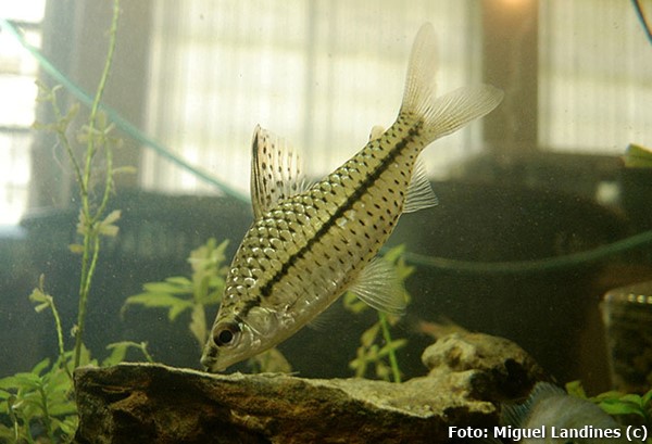 Chilodus (Chilodus gracilis)