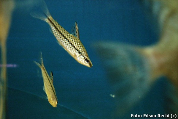 Chilodus Manchado (Chilodus punctatus)