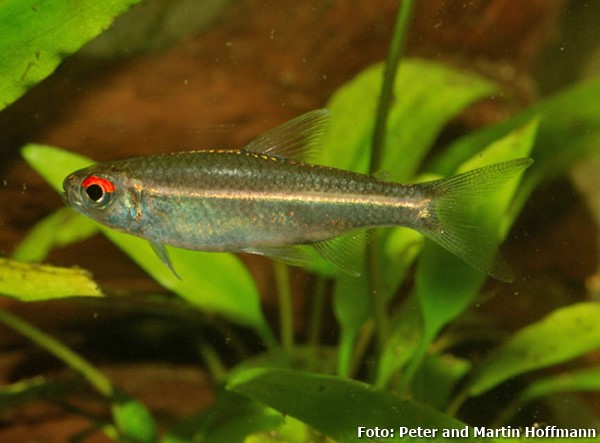 Tetra Bellottii (Hemigrammus bellottii)