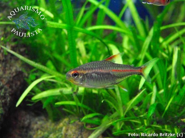 Tetra Glowlight (Hemigrammus erythrozonus)