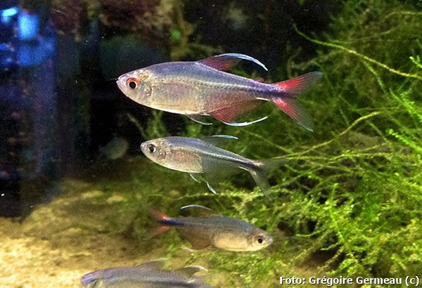 Tetra Fenix (Hemigrammus filamentosus)