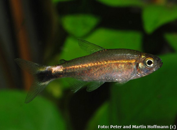 Tetra hyanuary (Hemigrammus hyanuary)