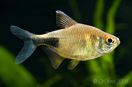 Tetra Granada (Hemigrammus pulcher)