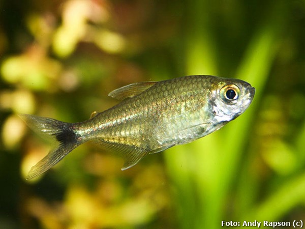 Tetra Ouro (Hemigrammus rodwayi)