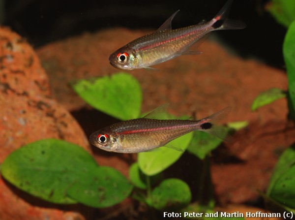 Tetra rubrostriatus (Hemigrammus rubrostriatus)