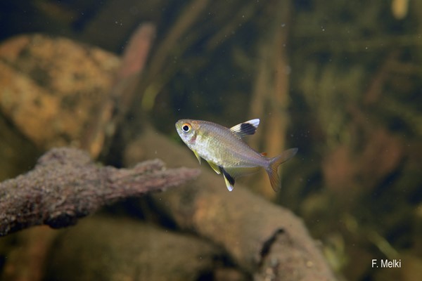Lambari Pipira (Hemigrammus unilineatus)