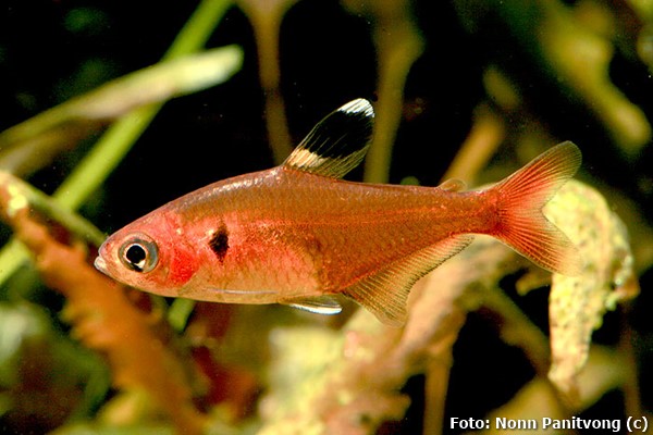 Tetra Red Cristal (Hyphessobrycon haraldschultzi)