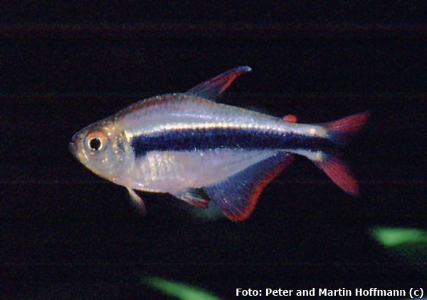 Tetra nigricinctus (Hyphessobrycon nigricinctus)