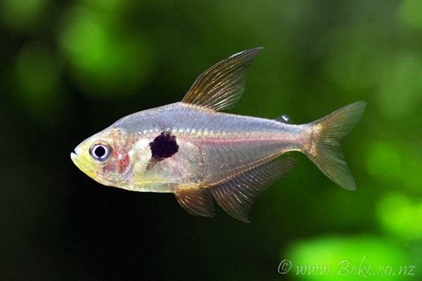 Tetra Fantasma Vermelho (Hyphessobrycon sweglesi)