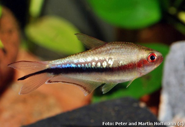 Tetra Arco-íris (Nematobrycon lacortei)