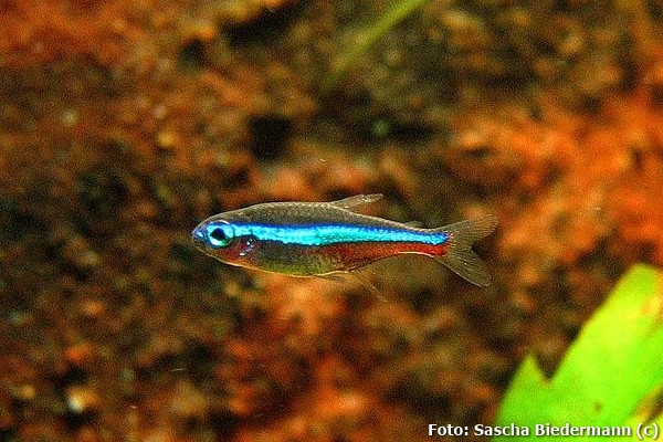 Tetra Neon Verde (Paracheirodon simulans)