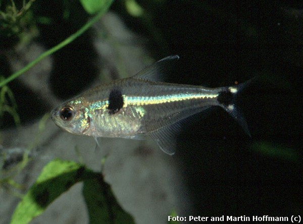 Lambari, Piaba (Phenacogaster apletostigma)