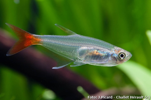 Peixe Vidro de Cauda Vermelha (Prionobrama filigera)