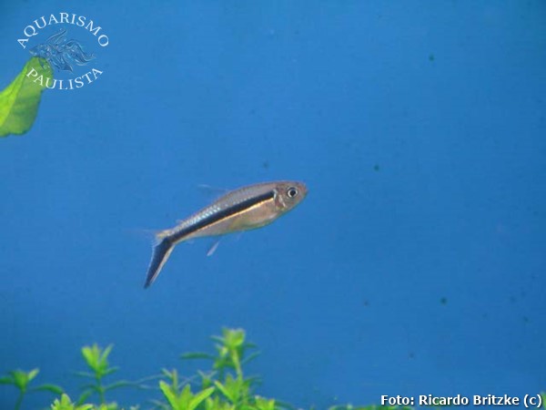 Tetra Pinguim (Thayeria boehlkei)