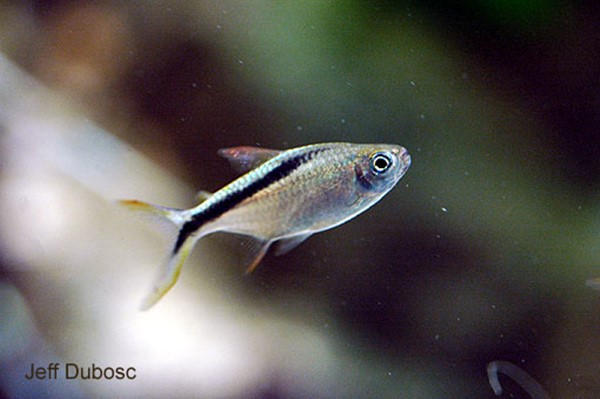 Tetra Pinguim (Thayeria ifati)