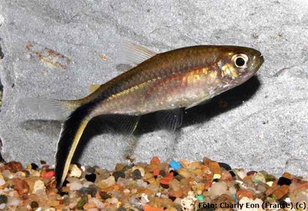 Tetra Pinguim (Thayeria obliqua)