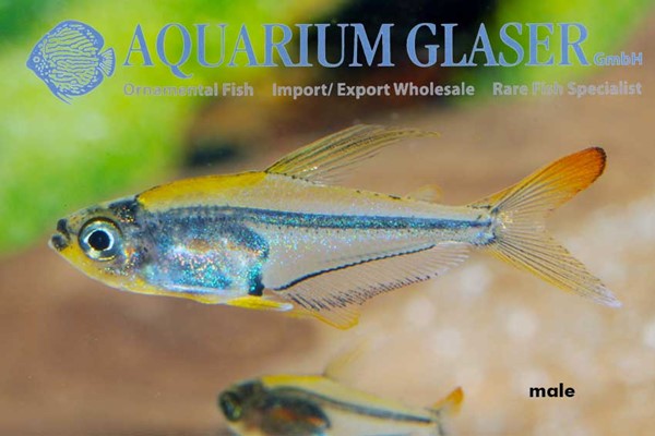 Tetra Beija-flor (Trochilocharax ornatus)
