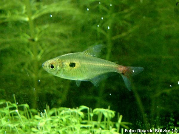 Tetra Stictus (Hemigrammus stictus)