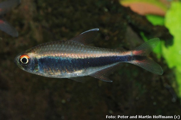 Tetra peruano (Hyphessobrycon peruvianus)