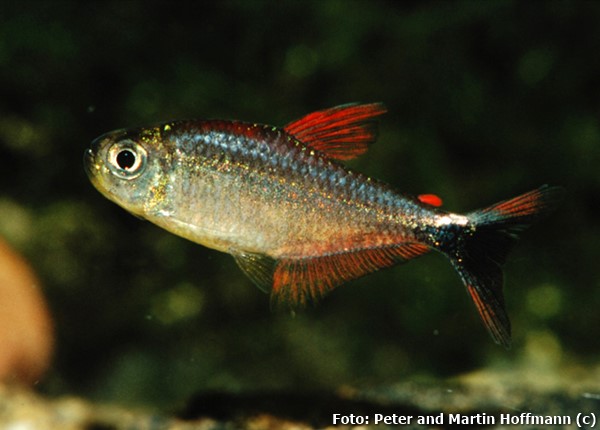 Tetra robustulus (Hyphessobrycon robustulus)