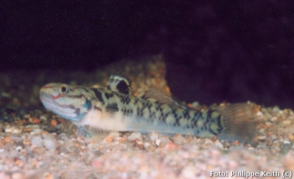 Goby Xadrez (Mugilogobius mertoni)