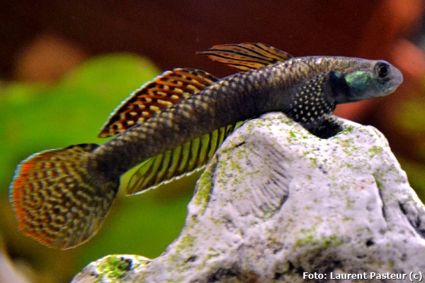 Goby Arco-íris (Stiphodon ornatus)
