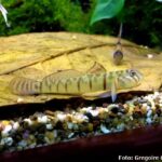 Goby (Awaous flavus)