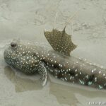 Mudskipper Azul Manchado (Boleophthalmus boddarti)