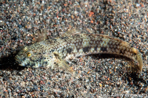 Brown drombus (Drombus triangularis)