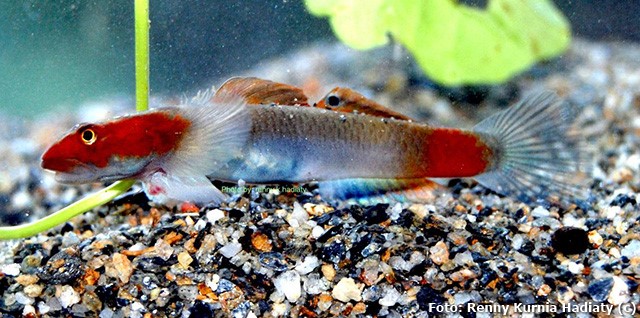 Goby (Lentipes mekonggaensis)