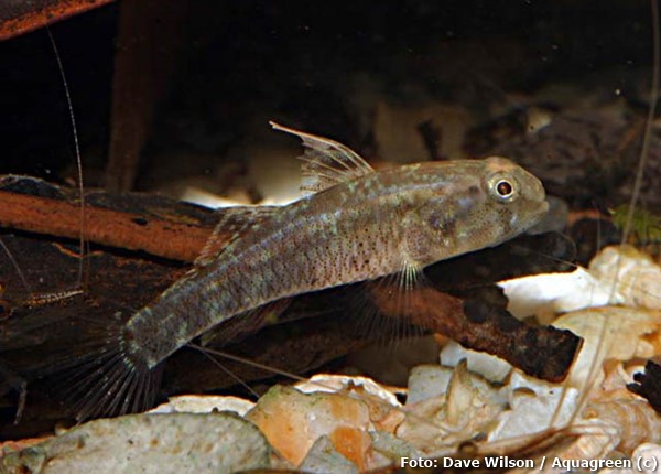 Goby Anão (Redigobius nanus)