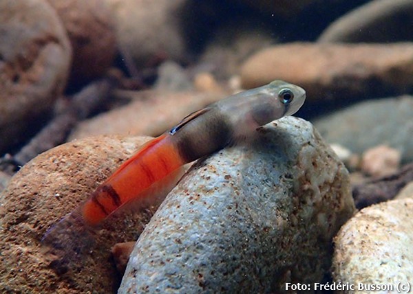 Goby Ornado (Sicyopus zosterophorus)