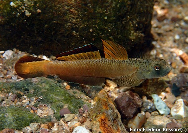 Goby de Nadadeira Laranja (Stiphodon maculidorsalis)