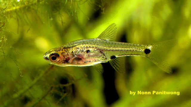 Rasbora Micro (Boraras micros)