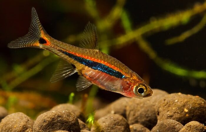 Rasbora Mínima (Boraras urophthalmoides)