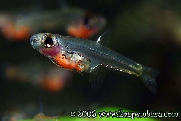 Rasbora Ruby (Paedocypris progenetica)