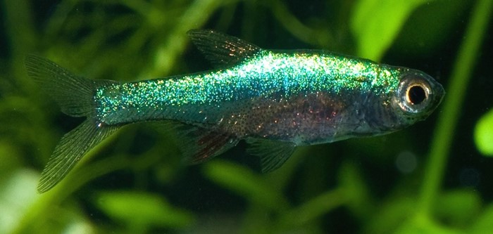 Rasbora Azul Neon (Sundadanio axelrodi)