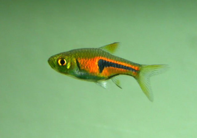Rasbora Espei (Trigonostigma espei)