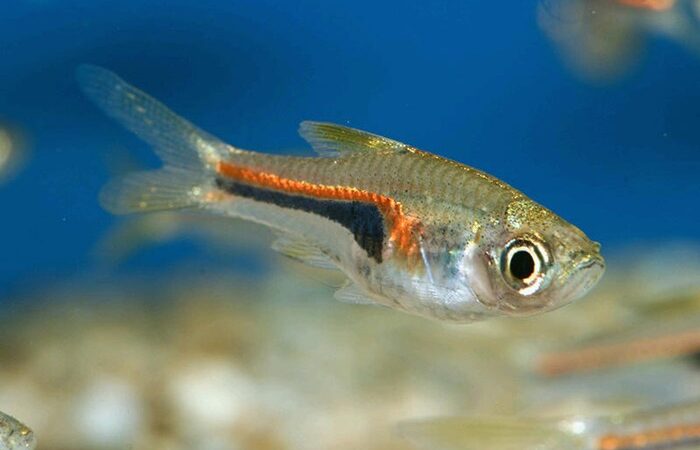 Rasbora Glowlight (Trigonostigma hengeli)
