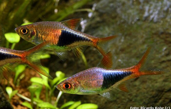 Rasbora Arlequim (Trigonostigma heteromorpha)